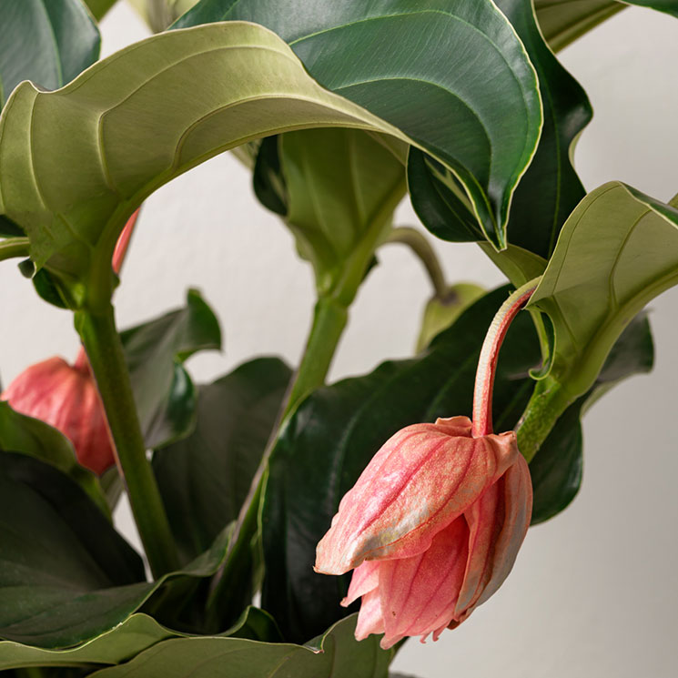 1280024_Medinilla Rosenskärm.jpg